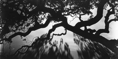 ai généré sous le étoilé canopée, ombragé branches de une arbre jeter contre le noir et blanc tons de le vaste nuit ciel photo
