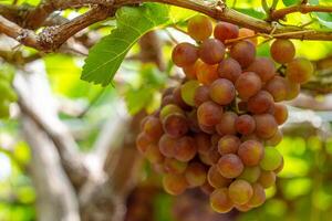 rouge et vert vignoble dans le de bonne heure ensoleillement avec dodu les raisins récolté chargé attendre rouge du vin nutritionnel boisson dans neuf thuan province, vietnam photo