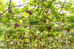 rouge et vert vignoble dans le de bonne heure ensoleillement avec dodu les raisins récolté chargé attendre rouge du vin nutritionnel boisson dans neuf thuan province, vietnam photo