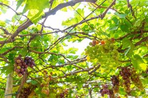 rouge et vert vignoble dans le de bonne heure ensoleillement avec dodu les raisins récolté chargé attendre rouge du vin nutritionnel boisson dans neuf thuan province, vietnam photo