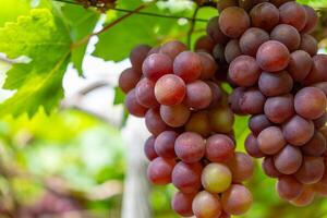 rouge et vert vignoble dans le de bonne heure ensoleillement avec dodu les raisins récolté chargé attendre rouge du vin nutritionnel boisson dans neuf thuan province, vietnam photo