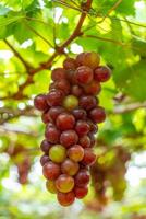 rouge et vert vignoble dans le de bonne heure ensoleillement avec dodu les raisins récolté chargé attendre rouge du vin nutritionnel boisson dans neuf thuan province, vietnam photo