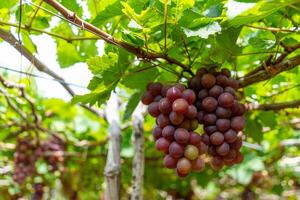 rouge et vert vignoble dans le de bonne heure ensoleillement avec dodu les raisins récolté chargé attendre rouge du vin nutritionnel boisson dans neuf thuan province, vietnam photo