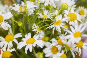 bouquet de marguerites proche en haut photo