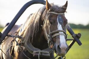 cheval tête attelé à le Contexte de été la nature. photo