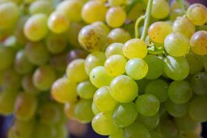 grappes de élite vert grain de raisin variétés avec grand baies fermer. photo