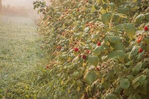 mûr framboises dans une jardin sur une vert Contexte photo