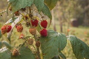 mûr framboises dans une jardin sur une vert Contexte photo