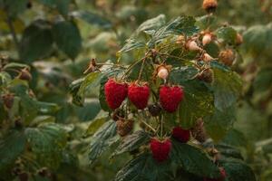 mûr framboises dans une jardin sur une vert Contexte photo