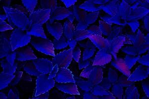 embrasé brillant foncé bleu violet Bourgogne coleus feuilles, mystique Contexte photo