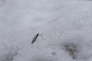 moustique dans le neige, hiver forêt photo