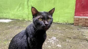 une pauvres noir national chat avec une perçant regard photo