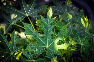 Haut vue de vert Papaye feuilles photo