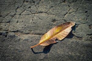 une sec mangue feuille cette est tombée sur le béton route photo