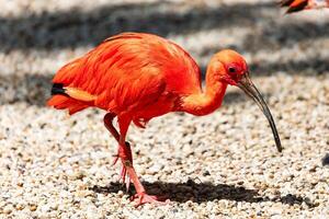 ibis écarlate. oiseau et oiseaux. monde aquatique et faune. faune et zoologie. photo