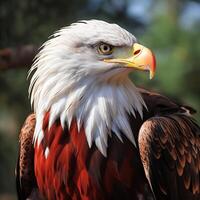 ai généré africain poisson Aigle photo