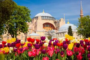 tulipes et hagia sophie. printemps fleurs dans istanbul. ayasofya mosquée photo