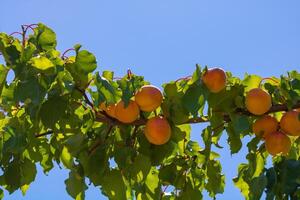 abricots sur le arbre. été des fruits Contexte photo. photo