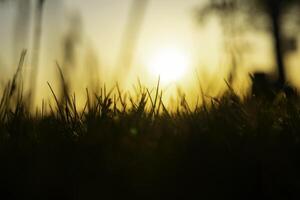 silhouette de défocalisé herbe à le coucher du soleil. la nature ou environnement Contexte photo