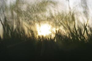 défocalisé herbes contre le lumière du soleil à le coucher du soleil. la nature ou environnement photo