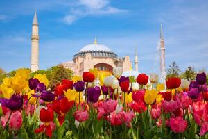 tulipes et hagia Sophia dans Istanbul à printemps. Voyage à Istanbul photo