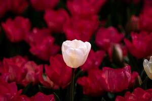 une blanc tulipe dans se concentrer. rouge ou rose tulipes sur le Contexte. photo
