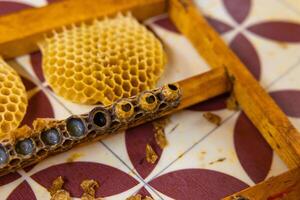 reine abeille greffage ou Royal gelée production concept photo. photo