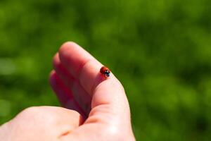 une coccinelle sur une femme main. souhaitant la chance concept photo