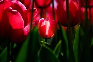 rouge tulipes. printemps fleurs Contexte photo. tulipe imprimable photo