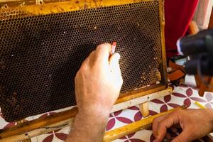 apiculteur extraire le abeille des œufs de nid d'abeille avec une outil photo