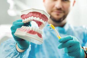 une modèle de une Humain mâchoire avec les dents et une brosse à dents dans le dentiste main photo