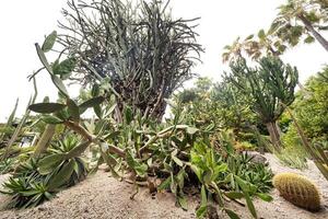 grand cactus sur le île de tenerife.canaries îles, Espagne photo