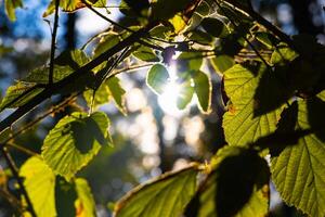 feuilles et lumière du soleil. feuilles sur le arbre rétro-éclairé par Soleil photo