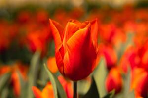 Orange tulipe dans se concentrer. printemps fleurs Contexte photo