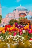 hagia Sophia ou ayasofya avec tulipes. Voyage à istanbul. sélectif se concentrer. photo