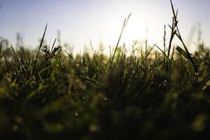 herbes ou cultures de sol niveau dans se concentrer. la nature ou environnement concept photo