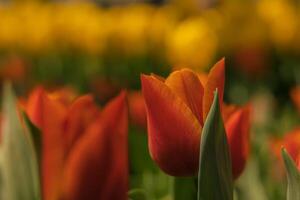 Orange tulipe dans se concentrer. printemps fleurs Contexte photo