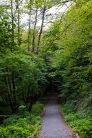 une chemin avec une foncé fin dans le forêt verticale photo