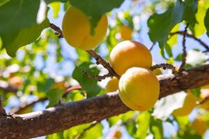 été des fruits. abricots sur le arbre dans se concentrer. biologique des fruits concept photo