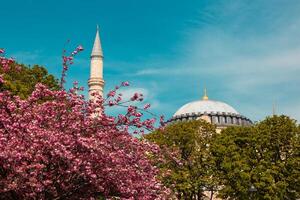 printemps dans istanbul. rose fleurs sur le arbre et hagia Sophia sur le Contexte photo