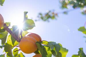 abricots sur le branche avec direct lumière du soleil. brut en bonne santé biologique des fruits photo