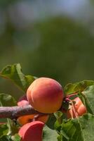 juteux abricot sur branche dans se concentrer. en bonne santé biologique fruit production Contexte photo