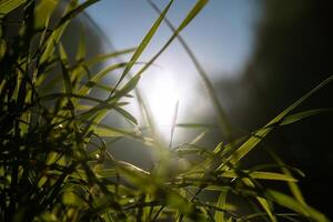 herbes ou cultures avec direct lumière du soleil à le coucher du soleil. la nature Contexte photo