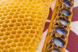 reine tasses et nids d'abeille dans se concentrer. Royal gelée ou greffage concept photo. photo