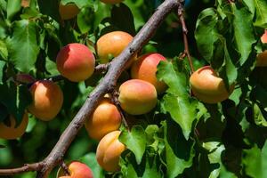 abricots sur le arbre. végétalien nourriture Contexte photo. en bonne santé des fruits photo