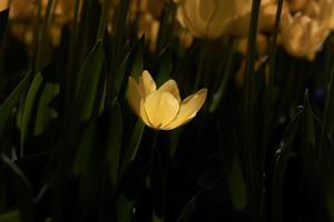 désespéré l'amour concept photo. une Jaune tulipe illuminé par lumière du soleil photo