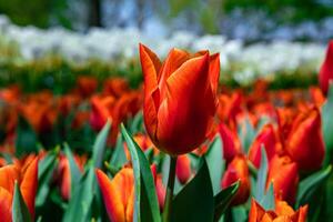 Orange tulipe dans le parc dans se concentrer. printemps fleur Contexte photo