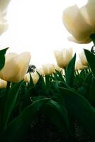 printemps fleurs Contexte. blanc tulipes verticale récit Contexte photo