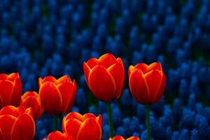 Orange tulipes et jacinthes sur le Contexte. printemps fleur concept photo