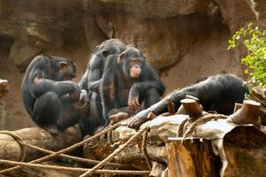 une famille de singes est assis dans loro parc, puerto de la croix, Père Noël cruz de Ténérife, canari îles, Espagne. photo